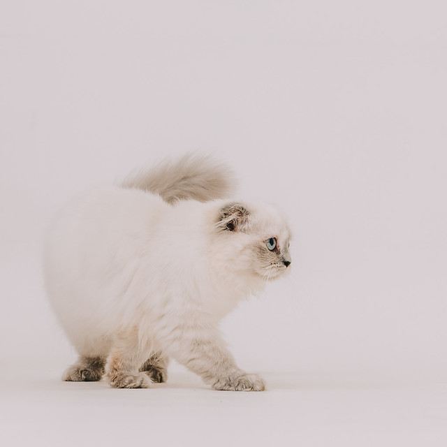 1090322CAT6-008