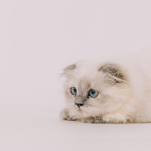 1090322CAT6-004