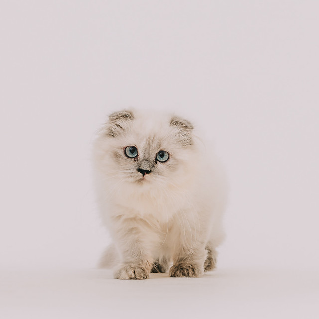 1090322CAT6-005