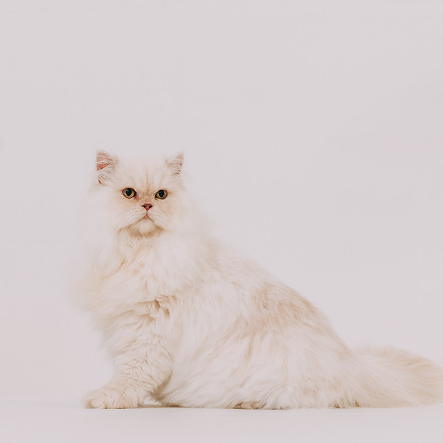 1090322cat7 (7)