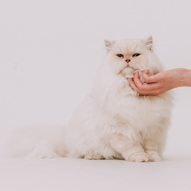 1090322cat7 (6)