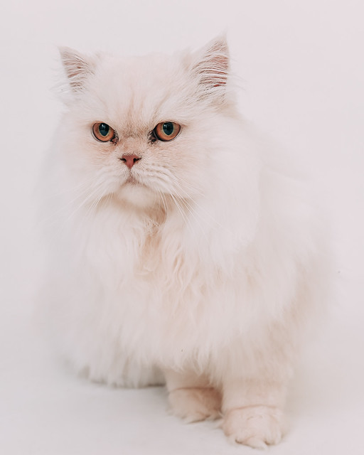 1090322cat7 (3)