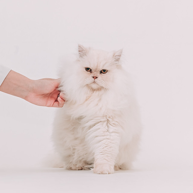 1090322cat7 (2)