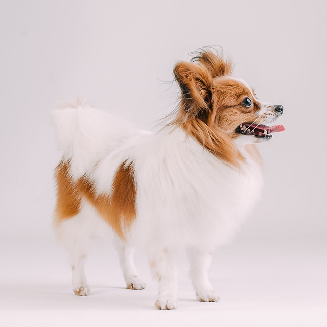 1090307DogPhoto2 (17)