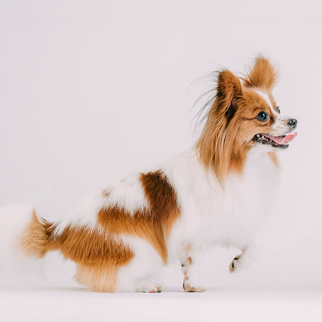 1090307DogPhoto2 (6)