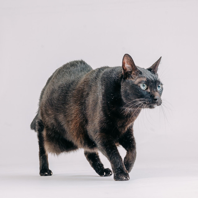 1090307CatPhoto6 (11)