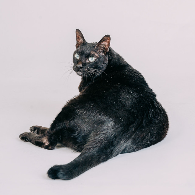 1090307CatPhoto6 (1)