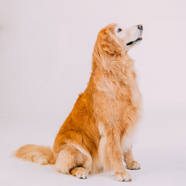1090307DogPhoto7 (6)