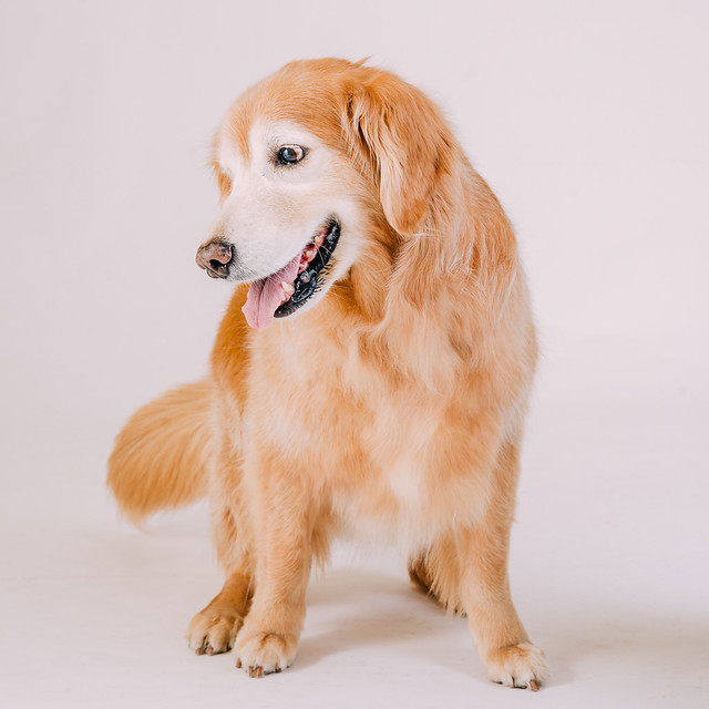 1090307DogPhoto7 (1)