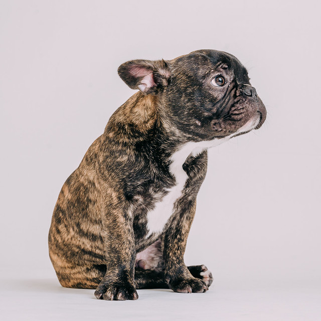 1090307DogPhoto8 (11)
