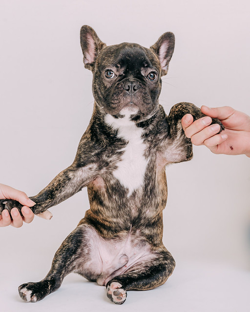 1090307DogPhoto8 (18)
