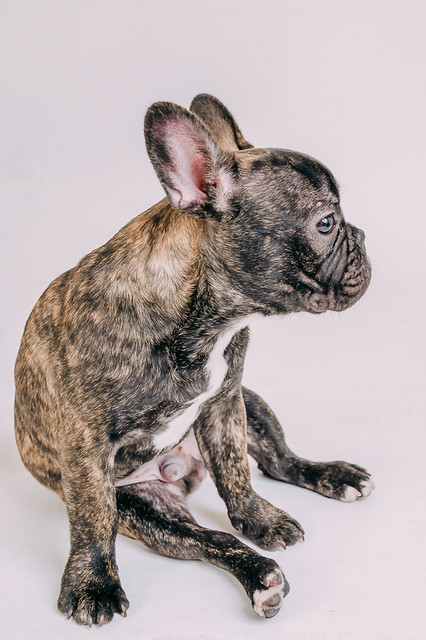 1090307DogPhoto8 (4)
