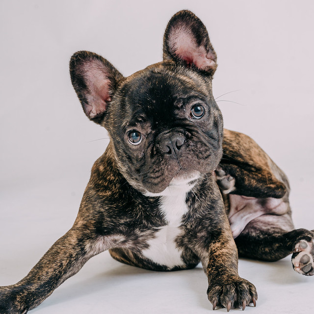1090307DogPhoto8 (1)