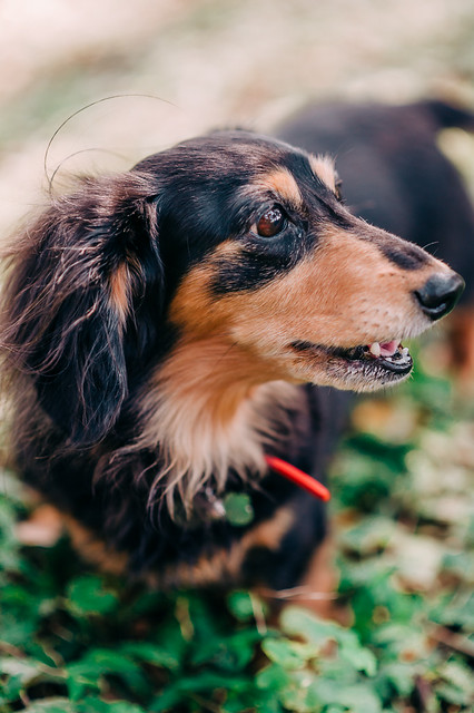 1090321DogPhoto1 (12)