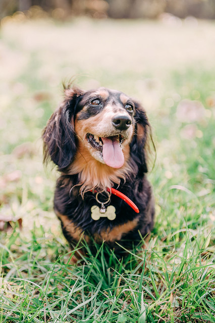 1090321DogPhoto1 (9)