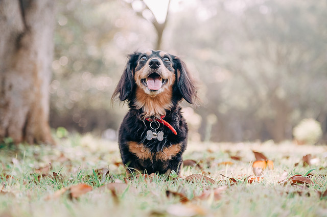 1090321DogPhoto1 (2)