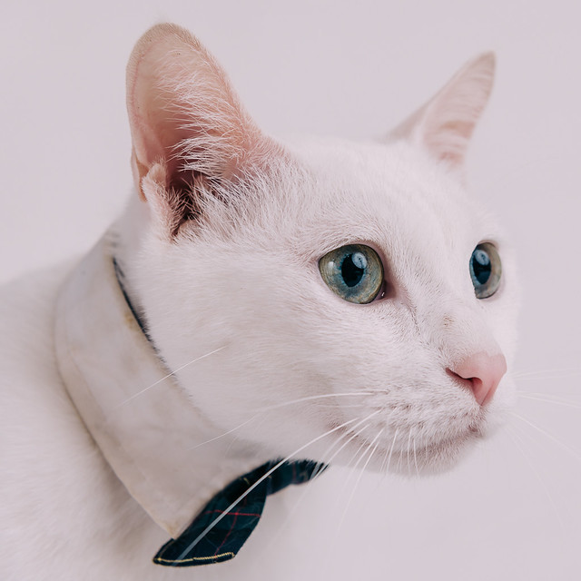 1090321cat4-035