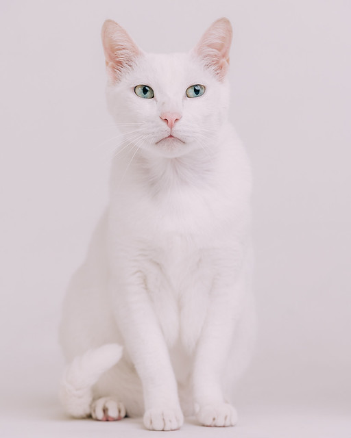 1090321cat4-034