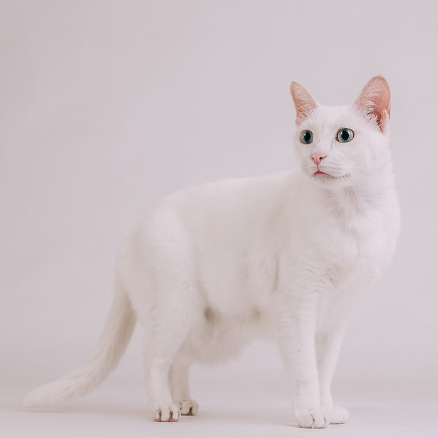1090321cat4-027