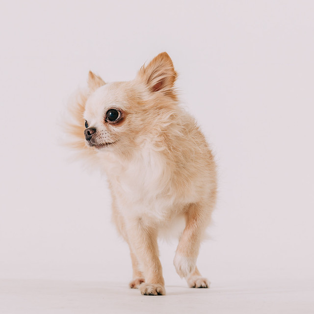 1090321dog7-002