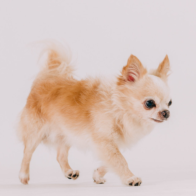 1090321dog7-009