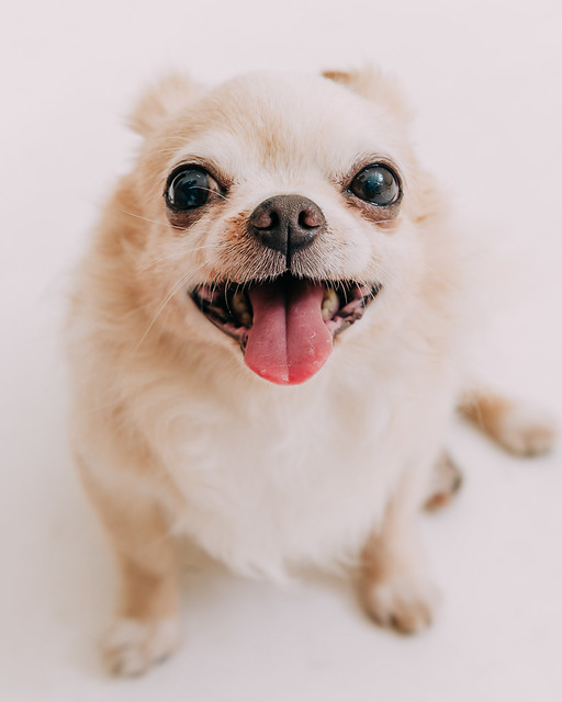 1090321dog7-007
