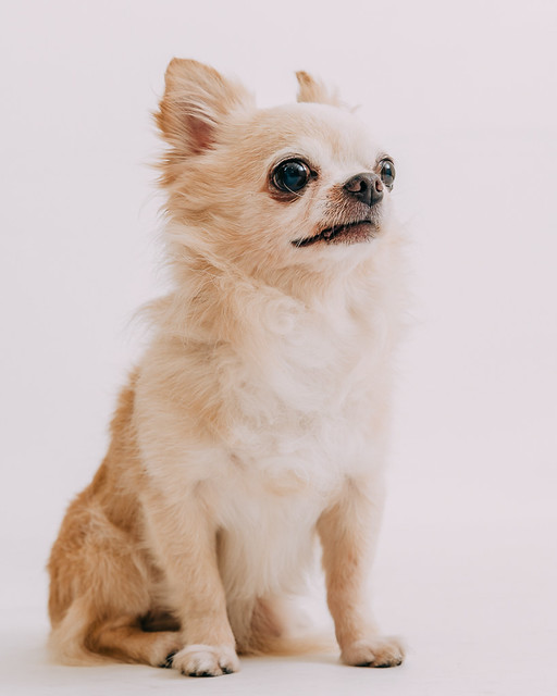 1090321dog7-006