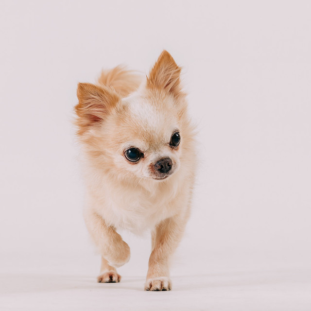 1090321dog7-001