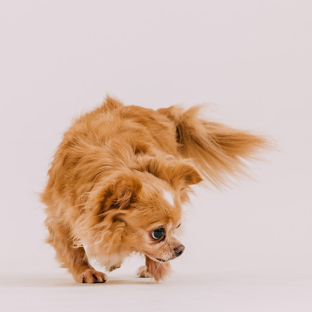 1090321dog8-000