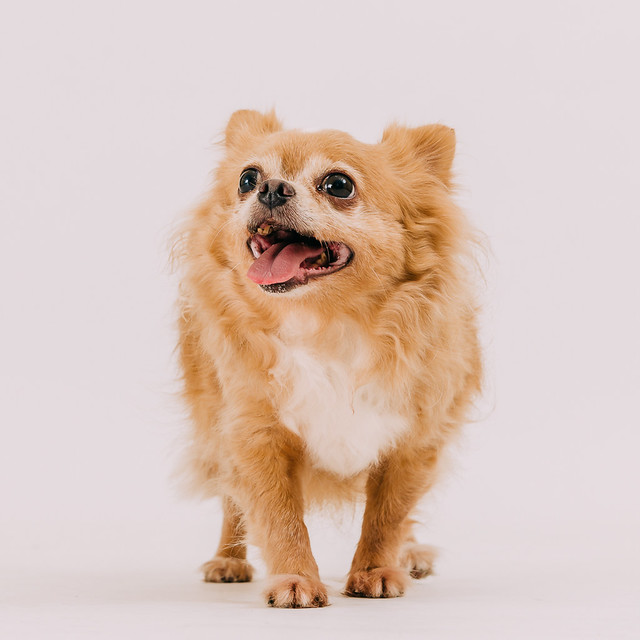 1090321dog8-010