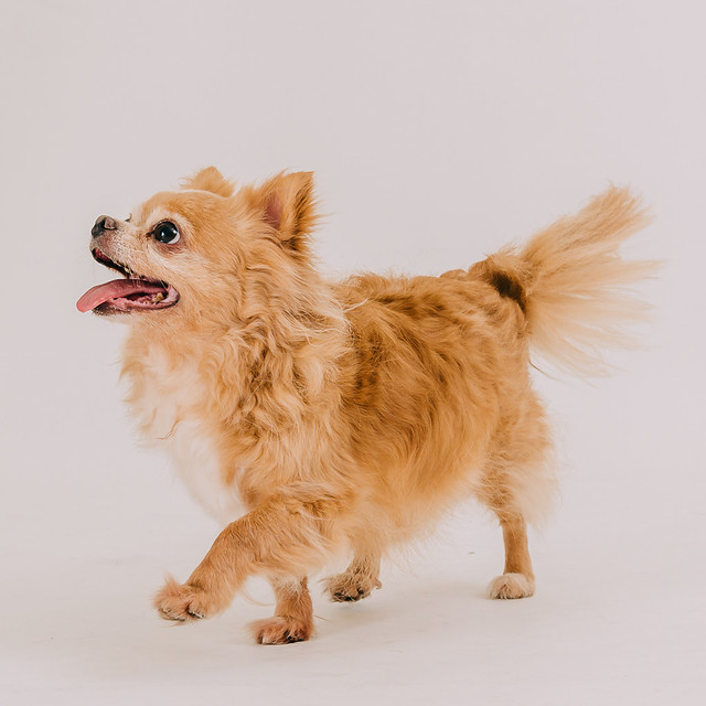 1090321dog8-009
