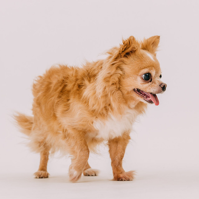 1090321dog8-008