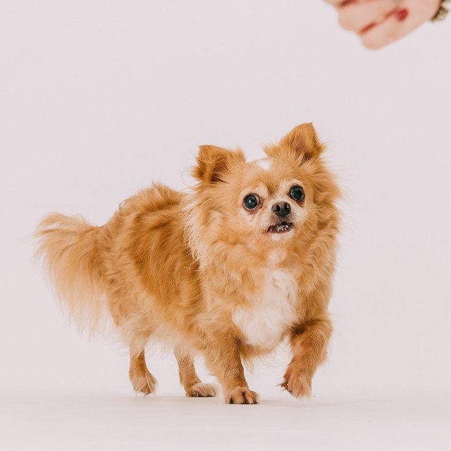 1090321dog8-007