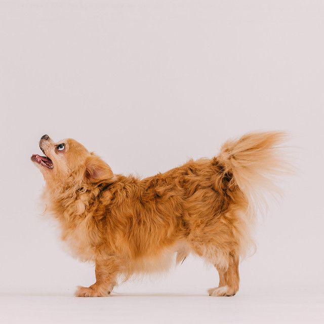 1090321dog8-001