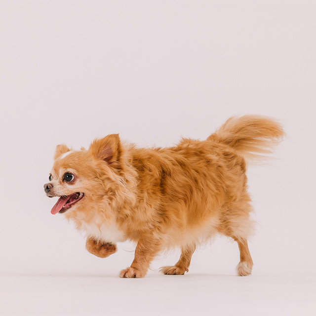 1090321dog8-002