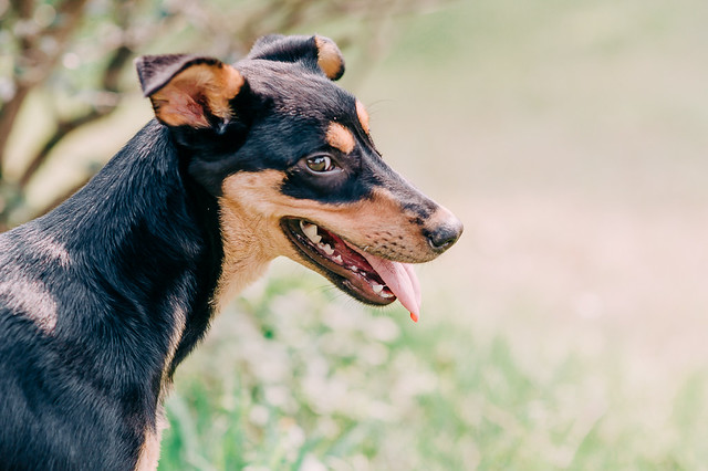 1090322dog1-013