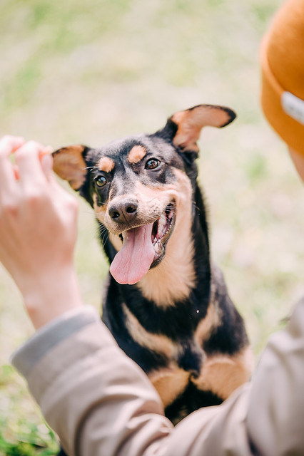 1090322dog1-019