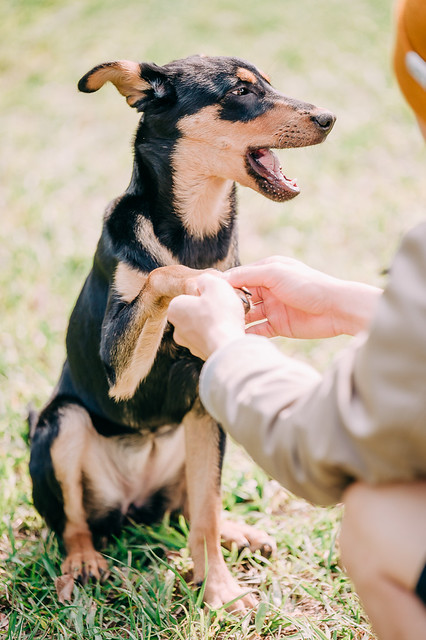 1090322dog1-018