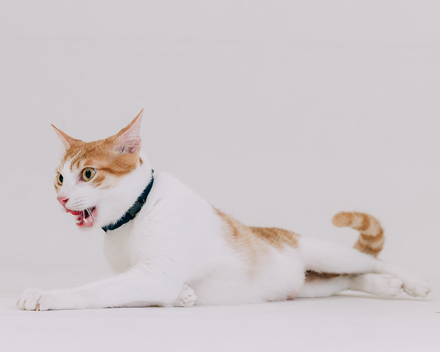1090322CAT3-006