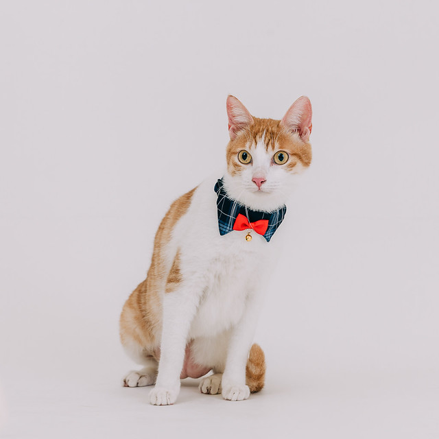1090322CAT3-002