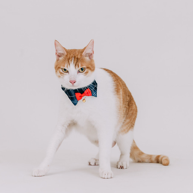 1090322CAT3-000