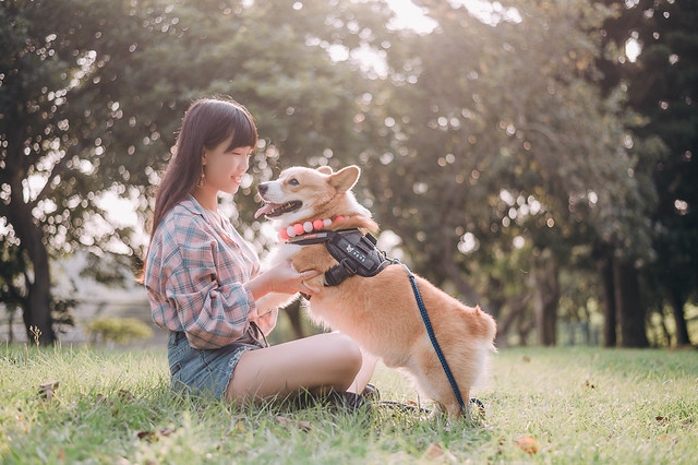 1090322DOG4-020