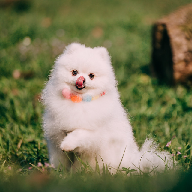 1090322DOG5-007