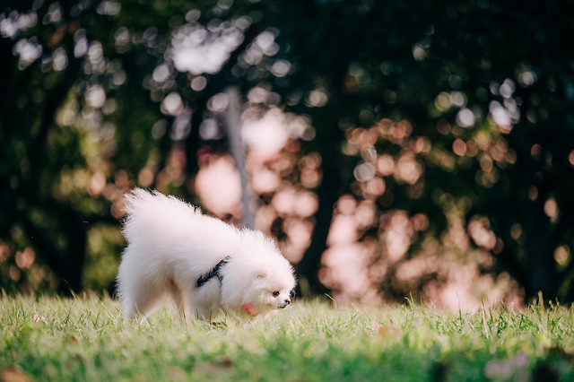 1090322DOG5-003