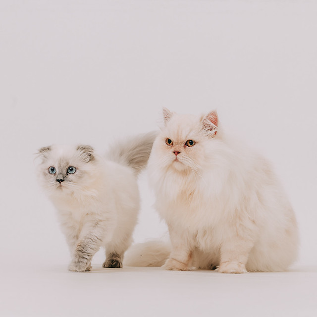 1090322cat7 (10)