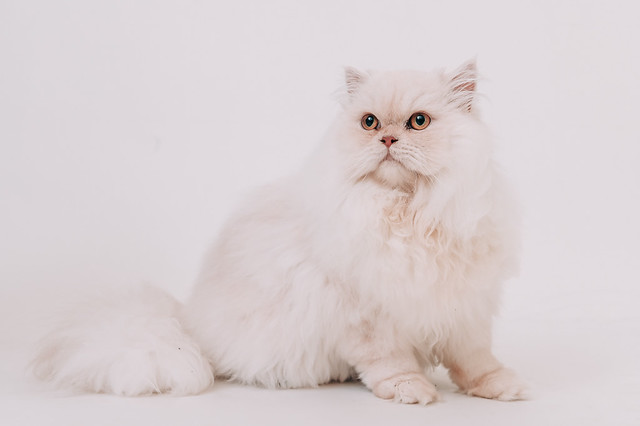 1090322cat7 (4)
