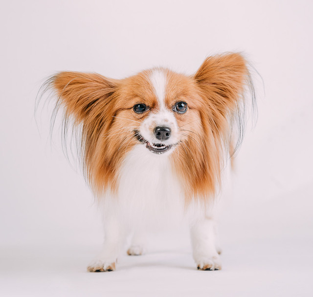 1090307DogPhoto2 (10)