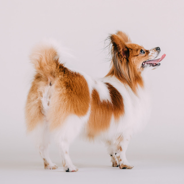 1090307DogPhoto2 (5)