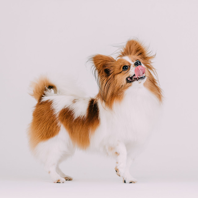 1090307DogPhoto2 (3)