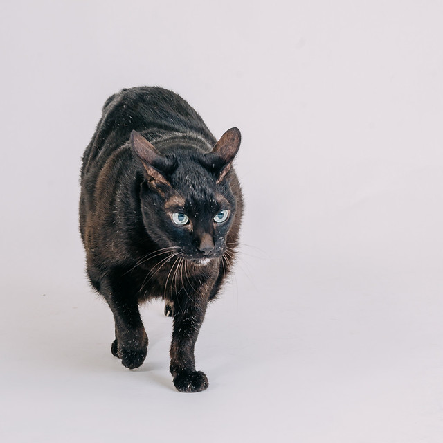 1090307CatPhoto6 (9)